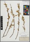 Foto von Salix alba L. x Salix fragilis L.